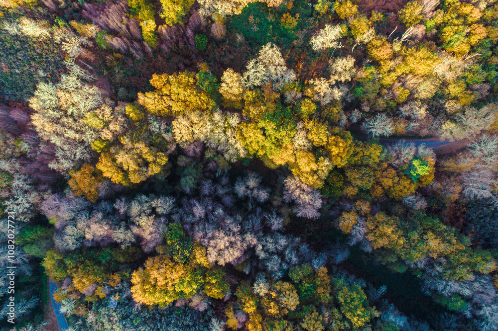 forest of deciduous trees in autumn, overhead photography with a drone, autumn background concept forest of deciduous trees in autumn, overhead photography with a drone, autumn background concept
