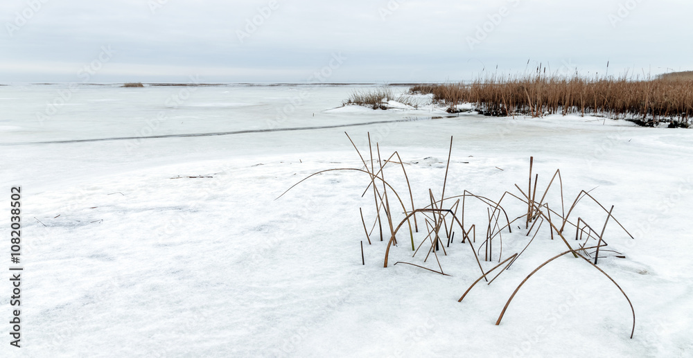 Naklejka premium Dry coastal grass and snow on a winter day, panoramic landscape