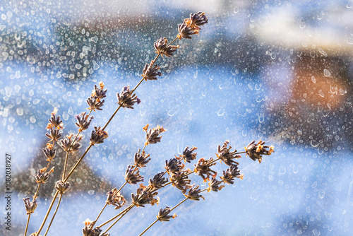 Dry lavender flowers over blurred dusty glass background photo