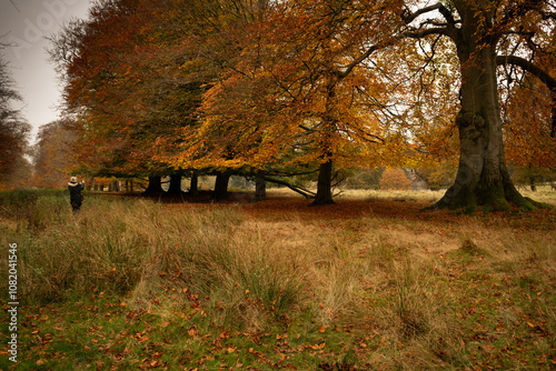 Row of beech trees. Avenue of Autumn fall colours. Photographer taking a photo. Cheshire UK