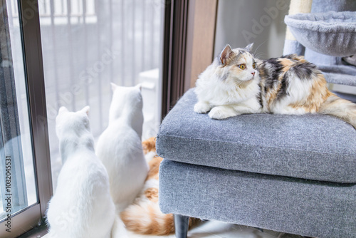 Foto 窓際に集まる4匹の飼い猫