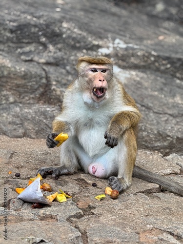 Monkey eating fruit photo