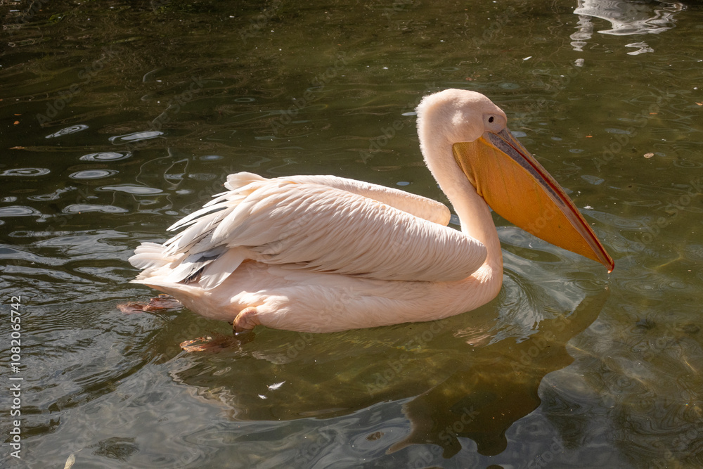 Im Wasser schwimmender Pelikan Im Wasser schwimmender Pelikan