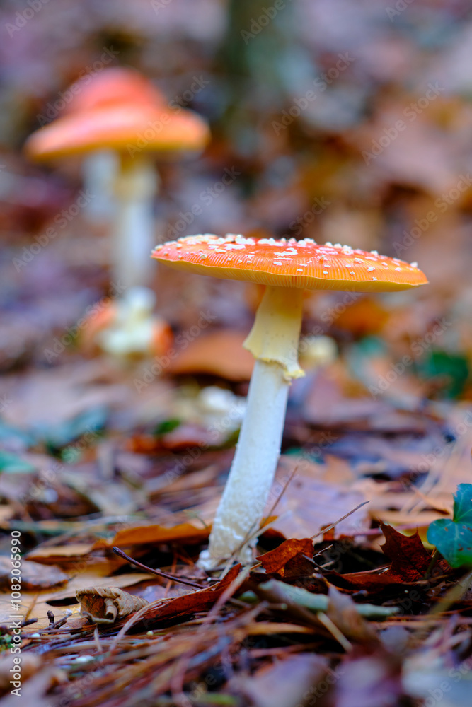 Amanita Muscaria or fly agaric Mushrooms in an oak Forest. Amanita Muscaria or fly agaric Mushrooms in an oak Forest.