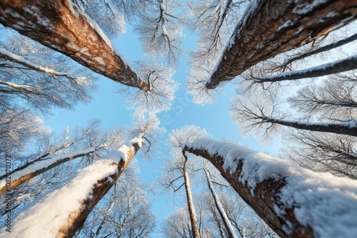 Snow-kissed branches reach for a vibrant winter sky, a breathtaking scene of serene beauty. photo