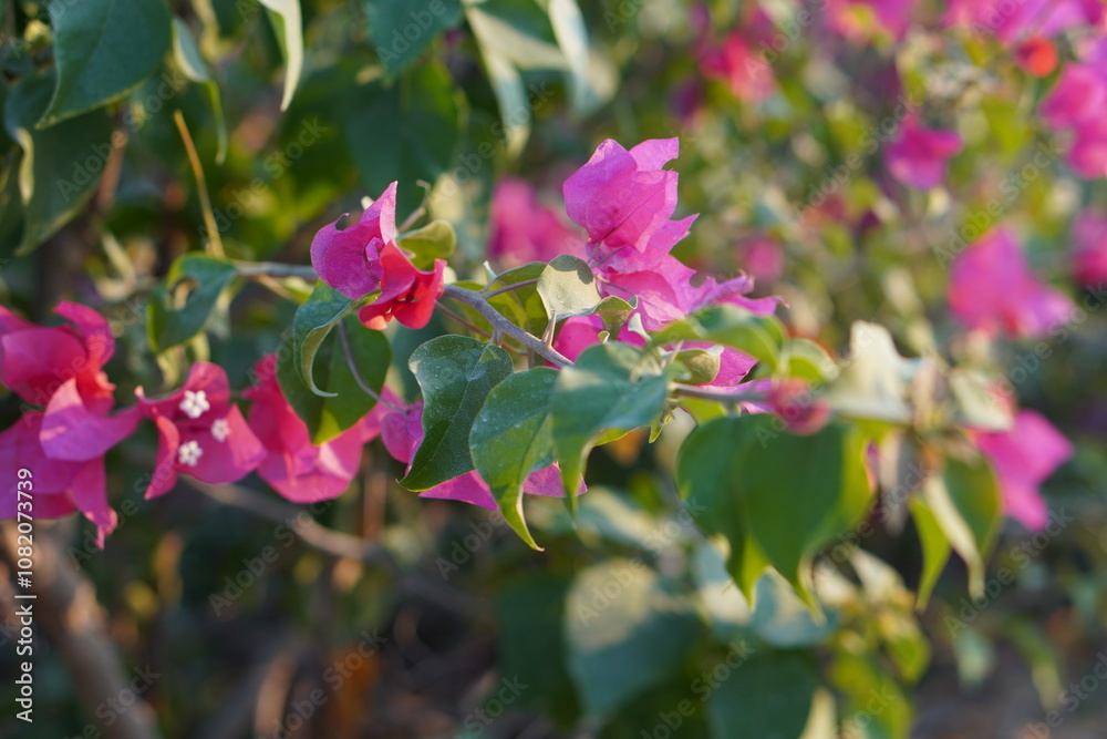Greens nature golden hour sunset light flowers Greens nature golden hour sunset light flowers