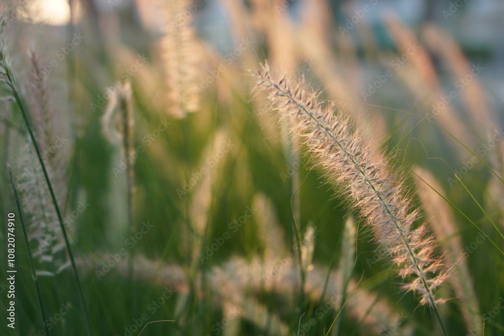 Greens nature golden hour sunset light flowers Greens nature golden hour sunset light flowers