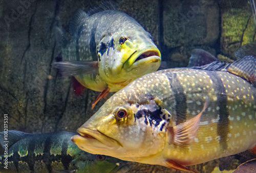 Bilde på lerret Speckled Pavon, cichla temensis