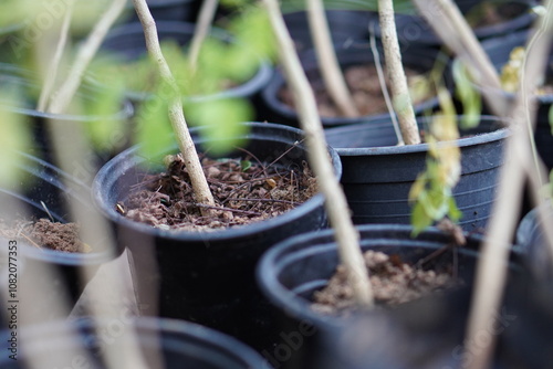 Nature  gardening planting flowers in pots