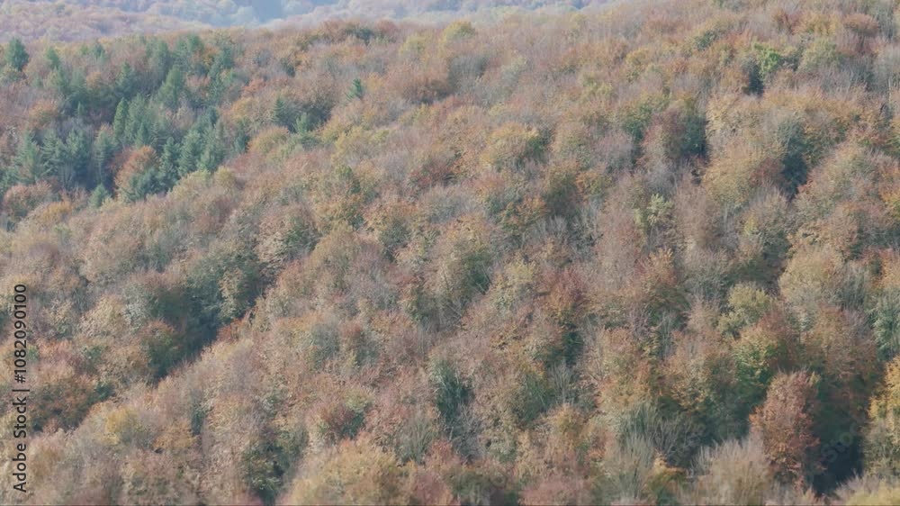 Montée sur la forêt et avancée vers les montagnes