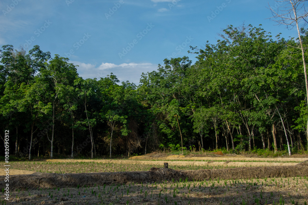 Fototapeta premium landscape of rice in dry fields with a dense backdrop of rubber trees against a blue sky