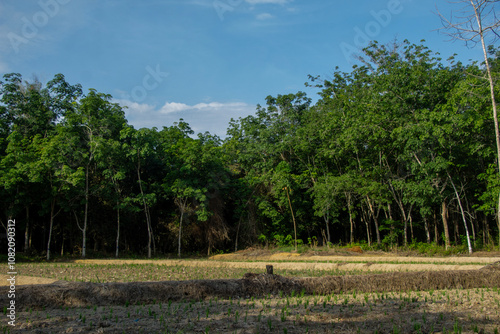 landscape of rice in dry fields with a dense backdrop of rubber trees against a blue sky