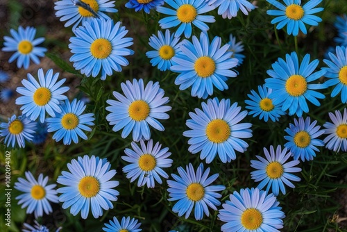 Enchanting Blue Daisy Petals Collection from Nature's Garden