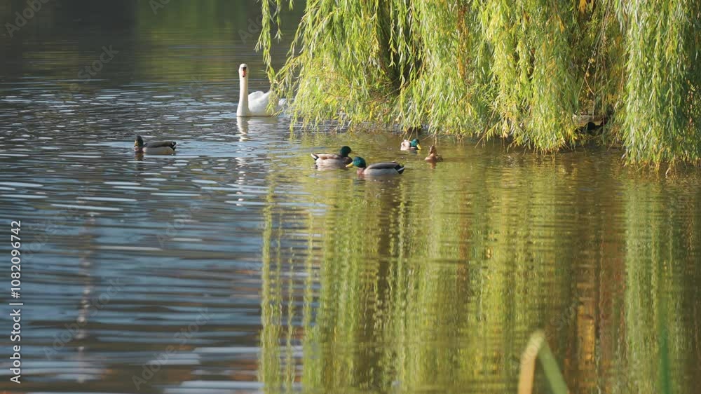 A swan glides ahead of several ducks, all swimming together under the shadow of a weeping willow by the lake. A swan glides ahead of several ducks, all swimming together under the shadow of a weeping willow by the lake.