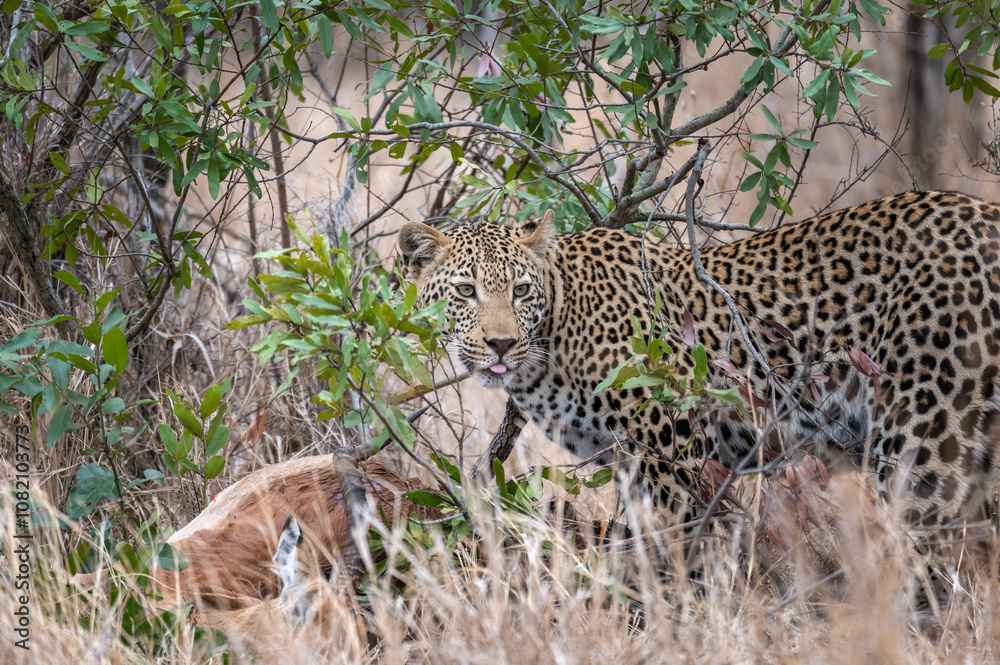 Obraz premium Young male African leopard with slightly protruding tongue looks around as he feeds on his dead impala kill