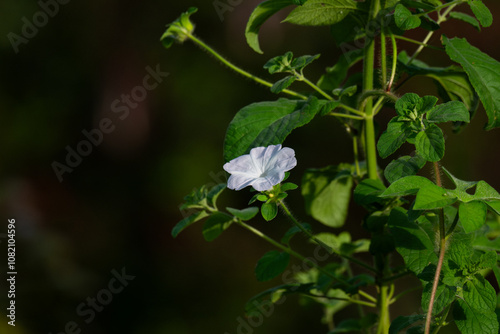 The white flower amidst a cluster of green leaves. The petals are a light shade of blue. The leaves, in contrast, are a vibrant shade of green, adding a touch of freshness to the image. 