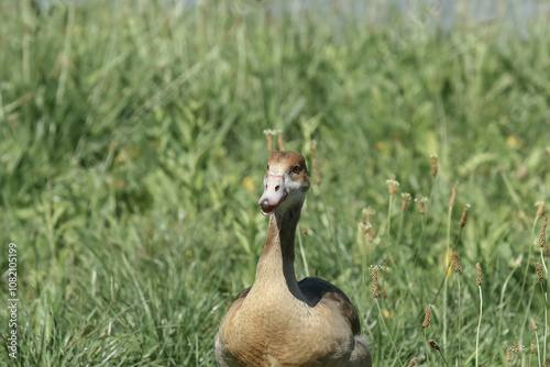 Junge Nilgans, Alopochen aegyptiacis photo