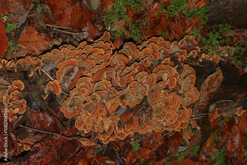 Fruchtkörper der Schmetterlingstramete, Pilz, Trametes versicolor, Coriolus versicolor, Polyporus vgersicolor,  photo