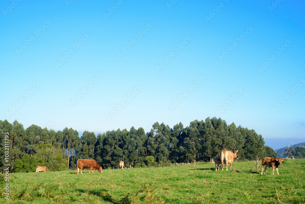 Vaca pastando en pradera verde junto al mar Vaca pastando en pradera verde junto al mar