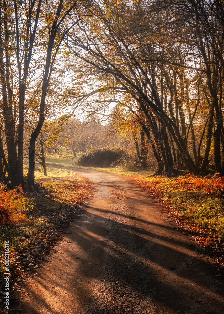 Obraz premium Morning sunlight on road through woodland