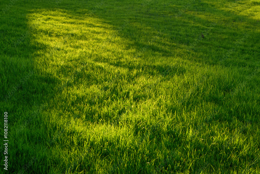 Pradera de hierba al atardecer Pradera de hierba al atardecer