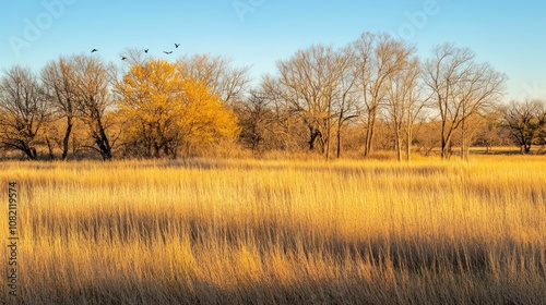 Golden Grass Field With Bare Trees and Birds in Flight