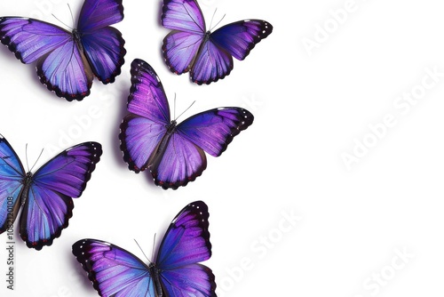 A group of purple butterflies sit on a white surface, their delicate wings folded