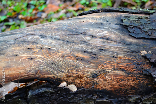 Detailed view of intricate beetle trails etched into a decaying log, showcasing natural textures and forest floor details. photo