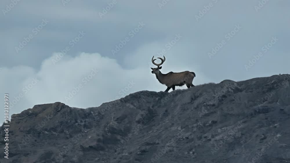 The majestic argali world’s largest wild sheep The majestic argali world’s largest wild sheep