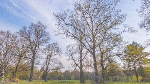 Field of trees with a clear blue sky in the background