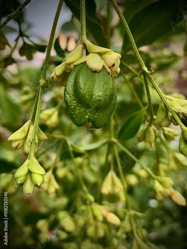 Parijat Harsringar Seeds, Parijat flower seed  photo