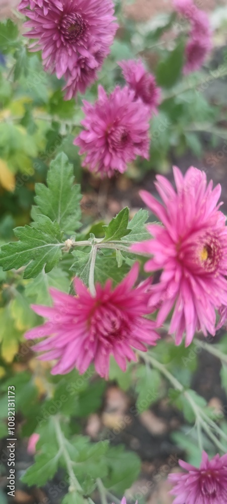 pink flowers in the garden pink flowers in the garden