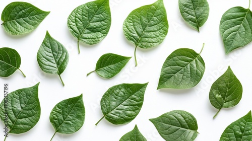 Vibrant green leaves scattered on white background: a fresh botanical pattern showcasing nature's intricate details and textures in a clean, minimalist style.