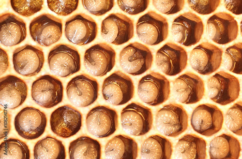 The honeycombs contain the larvae of developing honey bees. 
To further develop the larvae into insects, the honeycombs will be covered with wax caps.
 photo