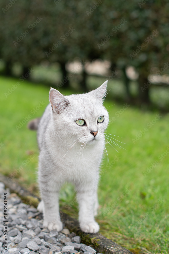 young scottish kitten with green eyes light gray short hair walks on a green lawn in the garden,concept of free range domestic cats, protection of their territory young scottish kitten with green eyes light gray short hair walks on a green lawn in the garden,concept of free range domestic cats, protection of their territory