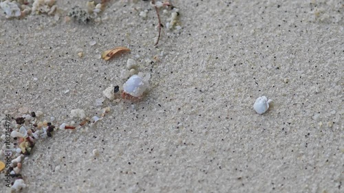 Land hermit crab photo