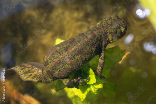 Triturus marmoratus - Marbled Newt - Triton marbré photo