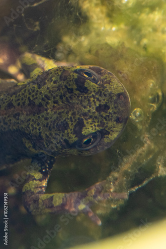 Triturus marmoratus - Marbled Newt - Triton marbré