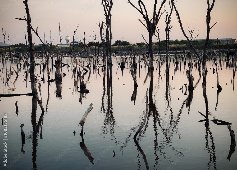 Fototapeta premium Destruction mangrove forest scenery, destruction mangrove forest is an ecosystem that has been severely degraded or eliminated such as habitat, and pollution, take care of the mangrove forest.