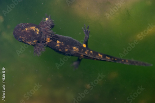 Salamandra salamandra - Fire salamander - Salamandre tachetée photo