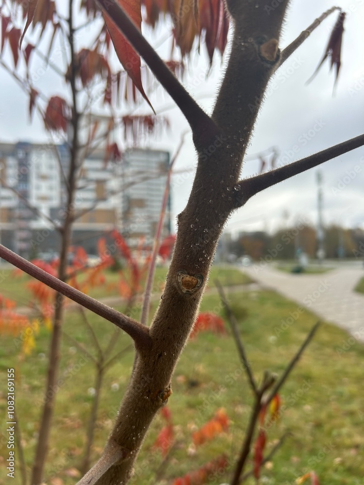 Fototapeta premium tree trunk and its structure 