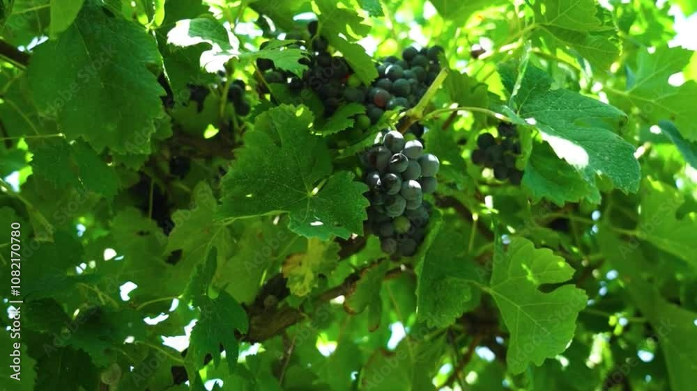 A Tapestry of Grapes and Sunlight A Tapestry of Grapes and Sunlight