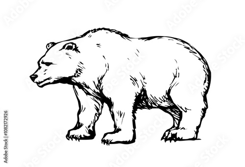 Vector drawing. Cute big bear
