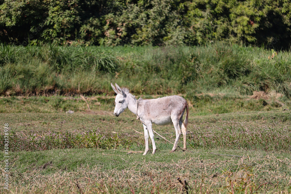 Baby donkey at the field Baby donkey at the field