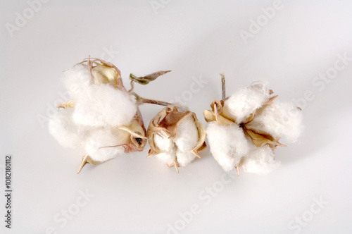 Cotton Bulbs on white background photo