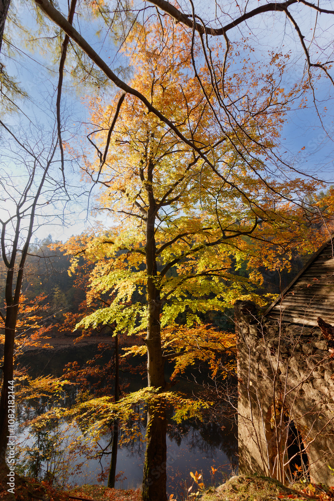 Naklejka premium jesienne drzewo