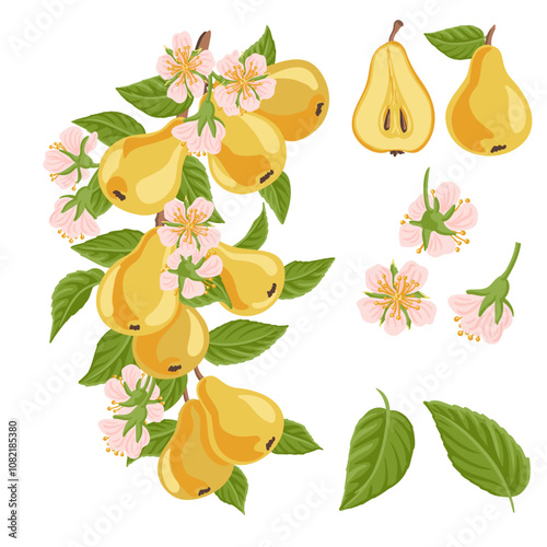 vector drawing pear tree branch with fruits, flowers and green leaves isolated at white background, hand drawn illustration