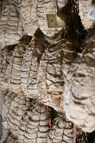 Culatello di zibello ham refining cellars in the  province of Parma near the Po river photo