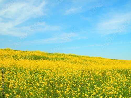 春の菜の花咲く江戸川土手風景
