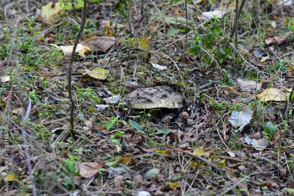 Obraz premium milky mushroom in the grass
